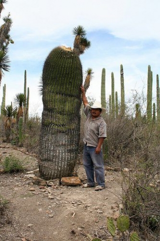 Parque de cactus
